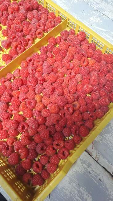 Uma caixa de plástico amarela está cheia de framboesas vermelhas frescas e maduras. As bagas estão dispostas próximas umas das outras, prontas para serem embaladas ou processadas.