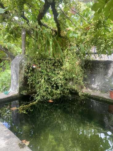 A lush, green grapevine hangs over a rustic stone water basin, reflecting foliage. Overgrown plants spill downward, creating a serene, natural, and peaceful garden scene.
