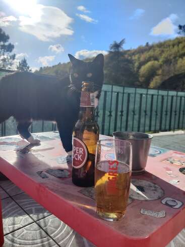 A black and white cat stands on a pink outdoor table beside a Super Bock beer bottle, a glass of beer, and a metal cup on a sunny day.