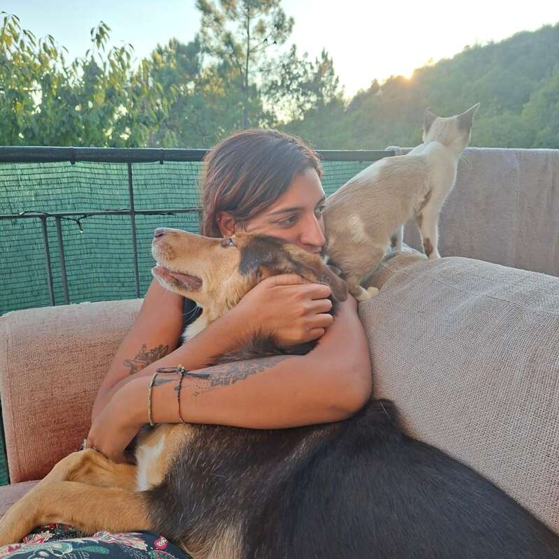 A person lovingly hugs a large dog on a couch outdoors. A cat stands nearby, looking away. Sunlight and green trees create a peaceful, warm atmosphere.