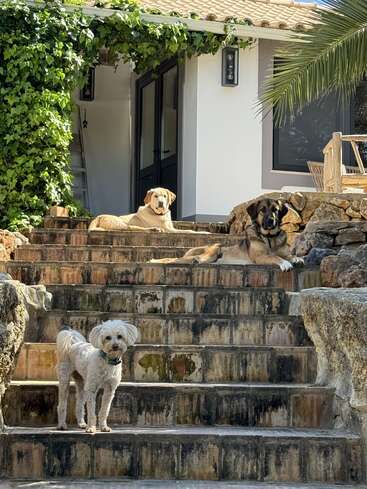 A imagem mostra três cães em degraus de pedra do lado de fora de uma casa, com um telhado de telhas e um exterior branco, cercado por uma vegetação exuberante.