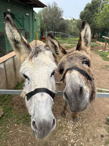 Two friendly donkeys with curious expressions stand side by side at a fence. Their large ears are perked up, in a rustic farm setting.