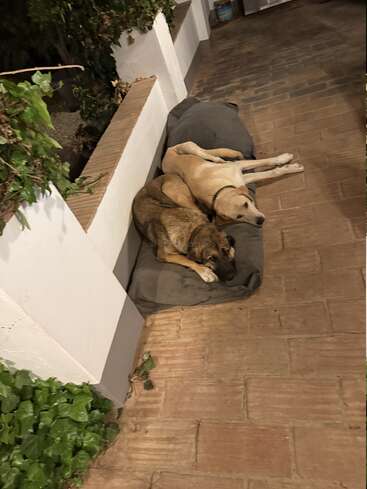 Two dogs are lying closely together on a gray cushion along a brick pathway. One dog is tan, the other brown. Green plants surround them. Peaceful scene.