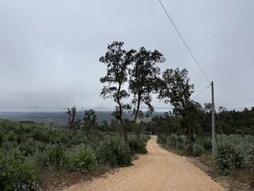 A dirt road winds through a green, bushy landscape under a cloudy sky. Tall trees and a power line stand beside the empty, peaceful path.