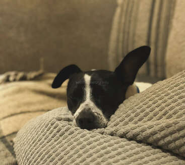A black and white dog with one ear up sleeps peacefully on a textured beige couch, surrounded by soft pillows in a cozy, warmly lit room.