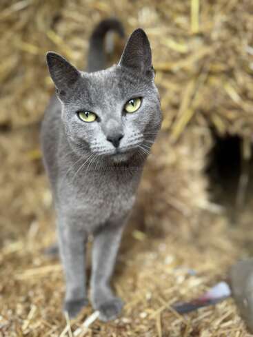 A sleek, gray cat with striking green eyes stands on straw, gazing curiously at the camera. The background is a blurred stack of hay.