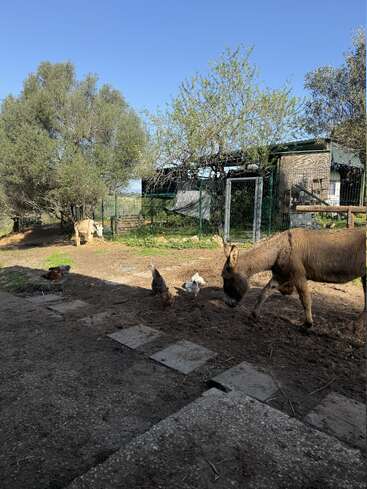Um burro pasta em primeiro plano, enquanto galinhas bicam nas proximidades. Ao fundo, uma cabra está parada perto de um cercado rodeado por árvores e vegetação.