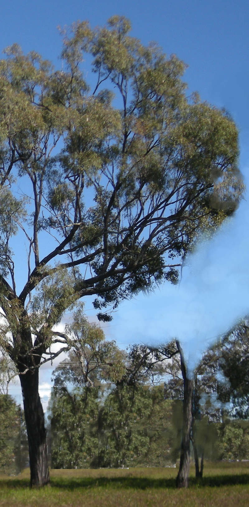 La imagen representa un paisaje sereno con un árbol de frondosas hojas verdes y un cielo azul vibrante, que evoca una sensación de paz y tranquilidad.