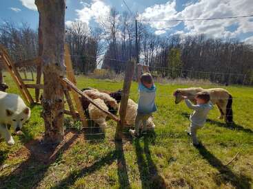 Two children interact with animals through a wire fence on a sunny day. A fluffy white dog, sheep, and a pony are in a grassy field.