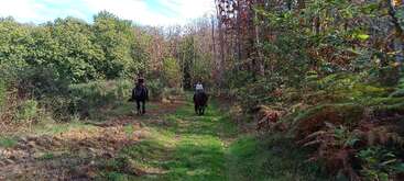Two people ride horses along a green forest trail. Lush trees and ferns surround them, sunlight filters through, creating a peaceful and natural outdoor scene.