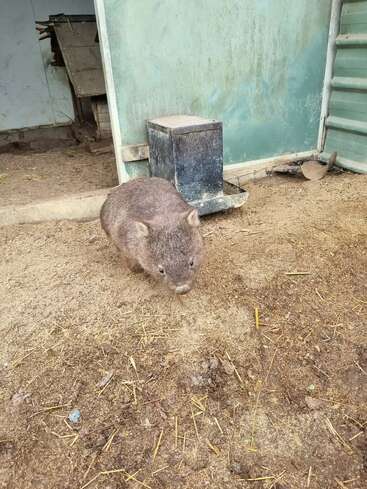 Un wombat se encuentra de pie sobre un suelo arenoso dentro de un recinto con una pared verde, un comedero negro, paja esparcida y algunas herramientas agrícolas al fondo.
