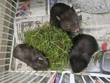 Tres adorables crías de wombat se encuentran en un pequeño recinto forrado con papel de periódico. Están reunidas alrededor de un montón de hierba fresca, comiendo y explorando.