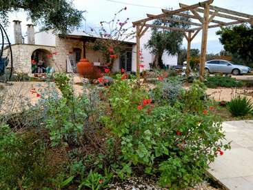 A stone house with a garden, red flowers, large clay pot, pergola, parked car, and olive trees, creating a peaceful rural Mediterranean setting.