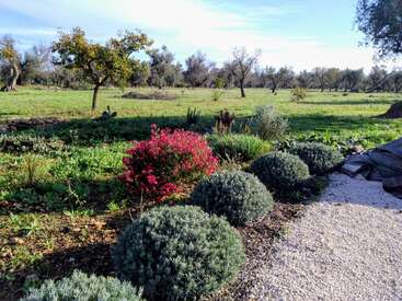 Un jardin dynamique avec des arbustes verts, un buisson rouge en fleurs et des arbres se trouve à côté d'un chemin de gravier, le tout sous un ciel bleu lumineux.