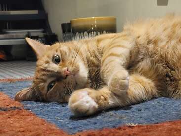 Eine entspannte orange gestromte Katze liegt auf einem blau-roten Teppich und blickt ruhig in die Kamera, die Pfote ausgestreckt, umgeben von gemütlichen Gegenständen.
