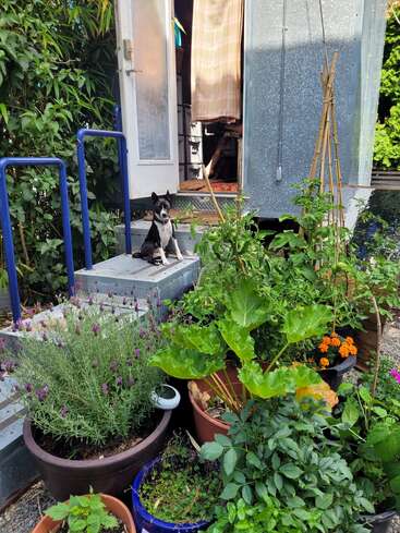 Ein kleiner schwarz-weißer Hund sitzt auf den Stufen vor einer Tür, umgeben von üppigen Topfpflanzen, Blumen und Grünzeug in einer lebendigen, gemütlichen Gartenszene.