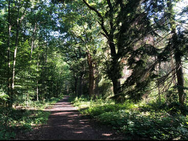 A sunlit forest path winds through tall, lush green trees. Dappled sunlight filters through the leaves, creating a peaceful atmosphere perfect for a walk.