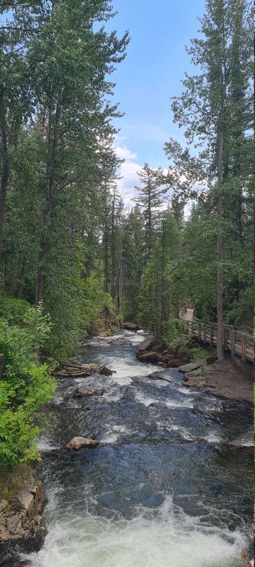 A serene forest scene featuring a clear, fast-flowing stream surrounded by lush green trees, a wooden footpath, and a bright blue sky above.