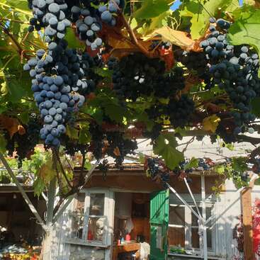 Racimos de uvas moradas maduras cuelgan de las vides sobre un patio rústico y soleado. Abajo, una casa antigua con puertas y ventanas verdes rebosa encanto rural.