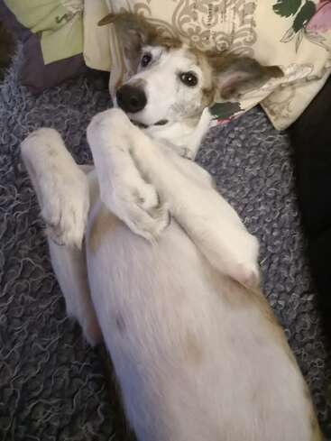 Ein entspannter Hund liegt auf dem Rücken auf einer kuscheligen, strukturierten Decke, die Beine angezogen, und schaut mit ausdrucksvollen Augen und Schlappohren total süß in die Kamera.
