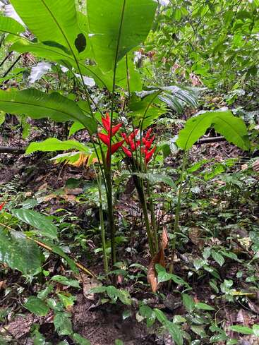 Une scène de jungle verdoyante avec de grandes feuilles larges et des fleurs d'héliconia rouge vif, entourées d'un feuillage dense et humide et d'un sol terreux, d'une beauté naturelle vibrante.