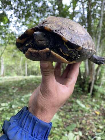 Une personne portant une manche bleue tient une tortue à la carapace sombre et à motifs. L'arrière-plan est une forêt verte luxuriante avec des arbres et des plantes flous.