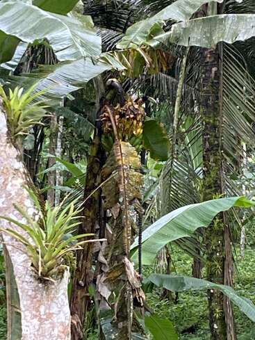 Cette image montre une forêt tropicale luxuriante avec des bananiers, un feuillage vert dense, de grandes feuilles larges et des plantes épiphytes poussant sur les troncs d'arbres, créant ainsi une scène naturelle vivante.