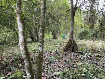 Cette image montre une forêt luxuriante avec de grands arbres, un sol feuillu et une personne portant une chemise bleue à l'arrière-plan, entourée par la nature.