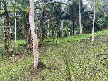Une forêt verte et luxuriante avec de nombreux grands arbres et bananiers. Le sol est recouvert d'herbe et une tige de bambou coupée se trouve en travers de la scène.