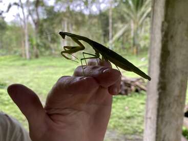 Une grande mante religieuse verte repose délicatement sur la main d'une personne, entourée d'un feuillage vert luxuriant et d'arbres, créant ainsi une scène de jungle naturelle et paisible.