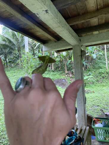 Une main portant une bague en argent tient un petit serpent vert. L'arrière-plan montre un porche avec des poutres en bois, des plantes tropicales luxuriantes et une cour verte.