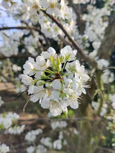 Gros plan sur de délicates fleurs blanches accrochées à une branche d'arbre, mises en valeur par la douce lumière du soleil. L'arrière-plan est flou, laissant apparaître d'autres fleurs épanouies et de la verdure.