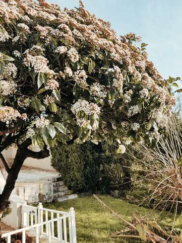 Un grand arbre en fleurs, parsemé de grappes de fleurs blanches, se dresse près d'une clôture blanche et d'un escalier en pierre, entouré d'une pelouse verdoyante et d'arbustes. Une journée ensoleillée.