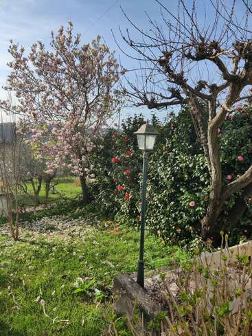 Une scène paisible dans un jardin, avec des magnolias et des camélias roses en fleurs, de l'herbe verte, des pétales tombés, un lampadaire vintage et un ciel bleu au-dessus.