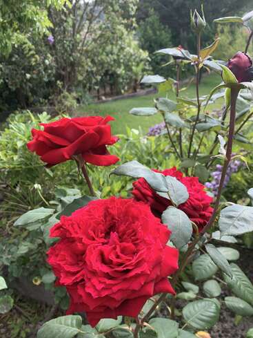 Trois roses d'un rouge éclatant s'épanouissent magnifiquement dans un jardin verdoyant, entourées de feuillage et de fleurs violettes, créant ainsi un décor extérieur pittoresque et serein.