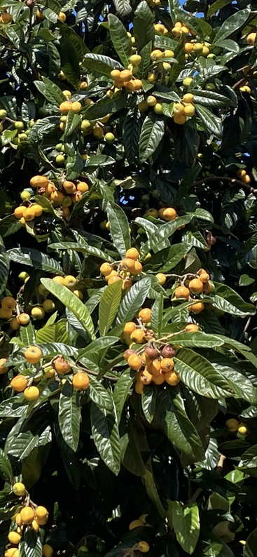 Des fruits d'un jaune-orange vif poussent en grappes parmi les feuilles vert foncé et brillantes d'un arbre. La lumière du soleil fait ressortir leurs couleurs éclatantes. Le tableau qui s'offre à nous est luxuriant, plein de vie et d'abondance.