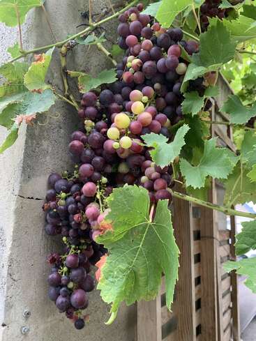 Une grappe de raisins mûrs et verts pend d'une vigne adossée à un mur de béton, entourée de feuilles d'un vert luxuriant, offrant des nuances vives de violet et de vert.