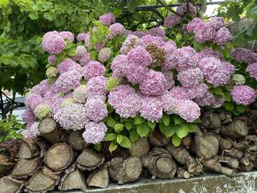 Un bouquet éclatant d'hortensias roses s'épanouit magnifiquement au sommet d'un tas de bois de chauffage soigneusement empilé, entouré de feuilles d'un vert luxuriant et d'un décor naturel en plein air.