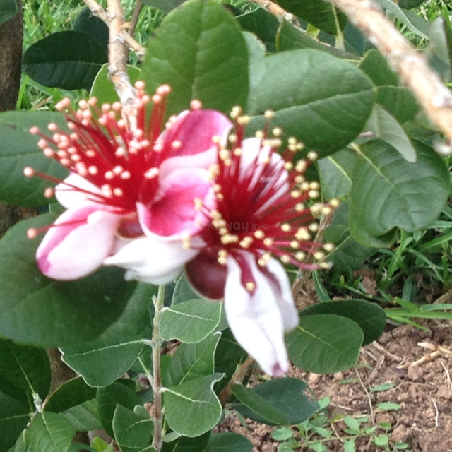 Un gros plan éclatant de deux fleurs de feijoa aux pétales blancs et au cœur rouge vif, entourées de feuilles vertes et d'un décor naturel en plein air. Lumineux et frais.