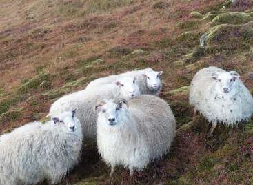 Cinco esponjosas ovejas están juntas en una ladera cubierta de hierba y musgo. Su gruesa lana blanca contrasta con el paisaje terroso, creando una apacible escena rural.