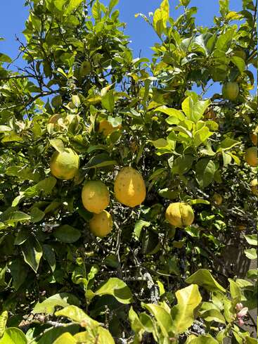 Limões amarelos brilhantes pendem de galhos com folhas verdes sob um céu azul claro. A luz do sol destaca as frutas saudáveis e a folhagem exuberante, criando uma cena vibrante e de verão.