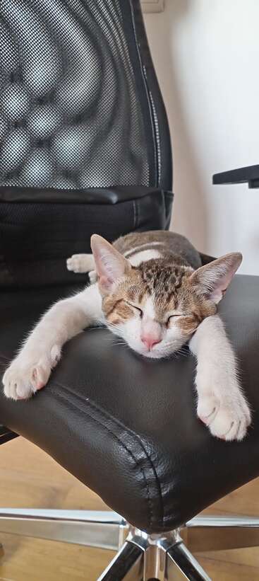 Un adorable chaton dort paisiblement sur une chaise de bureau noire, étirant ses pattes avant vers l'avant, semblant complètement détendu et à l'aise dans son coin douillet.