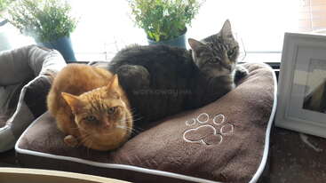 Deux chats, l'un orange et l'autre tigré, sont confortablement installés ensemble sur un coussin marron orné d'une empreinte de patte. Des plantes et un cadre photo se trouvent à proximité.