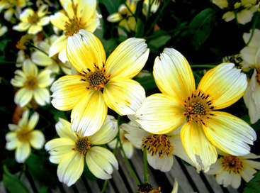 L'image présente une composition vibrante de fleurs jaunes et blanches avec des tiges vertes, sur fond de feuilles vertes luxuriantes et d'une surface en bois.