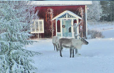 Zwei Rentiere stehen im verschneiten Vorgarten eines bezaubernden roten Hauses mit blauen Zierleisten, umgeben von vereisten Bäumen, die eine heitere Winterszene schaffen.