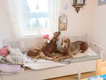 Zwei Hunde entspannen sich auf einer gemütlichen weißen Bank, einer trägt eine Weihnachtsmannmütze. Der Raum ist hell mit einem Fenster, festlicher Dekoration und gefalteten Decken.