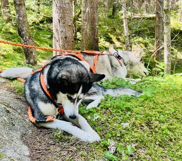 Zwei Huskys mit orangefarbenen Geschirren ruhen auf grünem Moos in einem friedlichen Wald. Das Sonnenlicht fällt durch die Bäume und unterstreicht ihre entspannte und zufriedene Haltung.