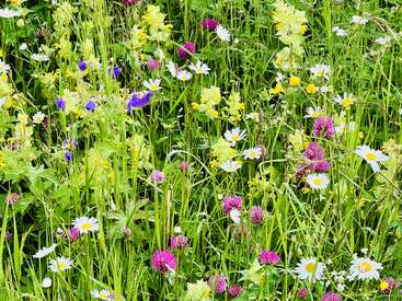 Ein lebendiges Wildblumenfeld mit weißen Gänseblümchen, lila Klee, gelben Blüten und saftig grünem Gras, das die Schönheit und Vielfalt der Natur im Frühling zeigt.