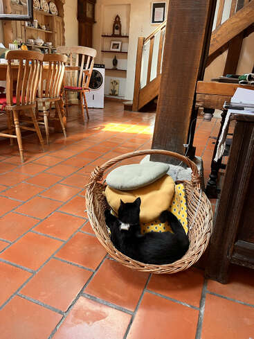 Um gato preto relaxa em uma cesta de vime com almofadas em uma sala aconchegante e iluminada pelo sol, com móveis de madeira, piso de terracota e decoração rústica.