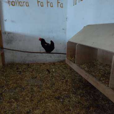Das Bild zeigt ein Huhn, das in einem Stall mit einem Nistkasten steht, umgeben von Heu und einer weißen Wand mit Schrift.